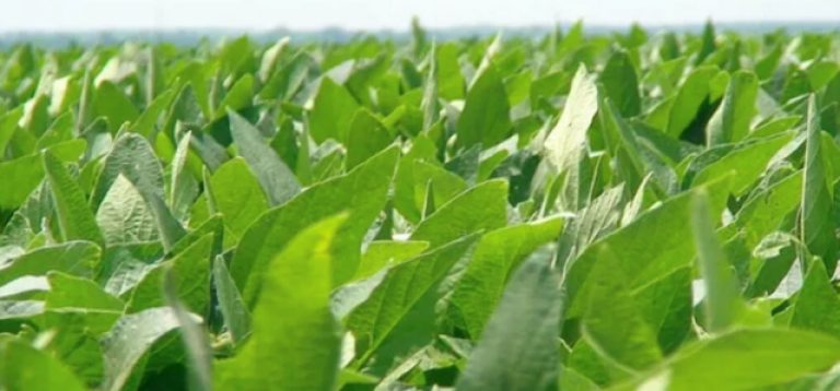 Uruguay, con la mejor genética de soja de la mano de Asgrow
